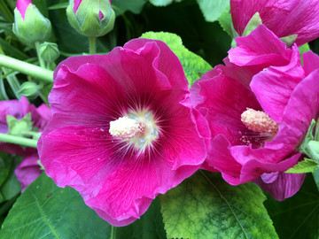 芙蓉葵花高清特写