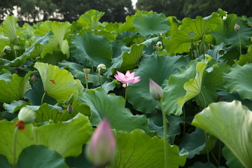 夏日荷花