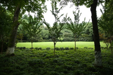 草坪树林