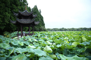 曲院风荷景区