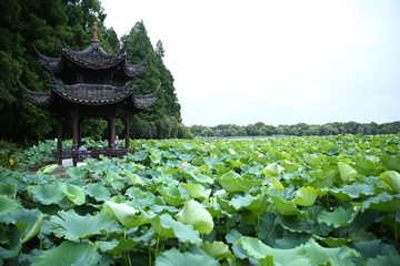 曲院风荷景景区