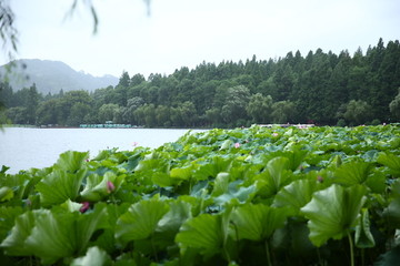 曲院风荷景区