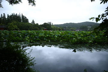 清晨荷塘风景