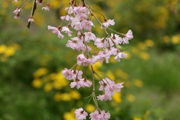 迎春的樱花