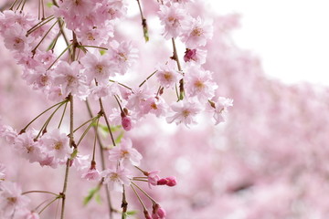 樱花和垂枝