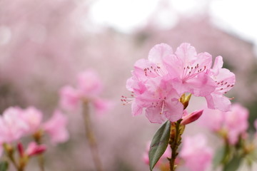 粉色杜鹃花