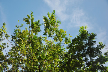 蓝天和树木
