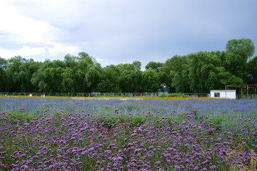 薰衣草庄园