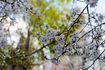 北京玉渊潭公园樱花