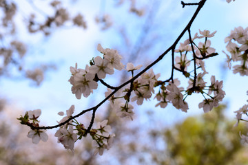 北京玉渊潭公园樱花