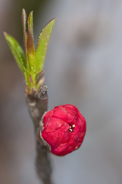 碧桃花