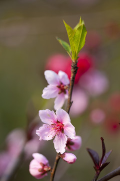 桃花