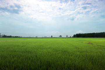 水稻田