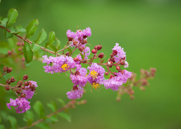 紫色丁香花