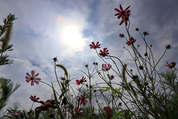 波斯菊