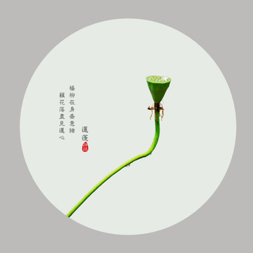 詩(shī)意蓮蓬