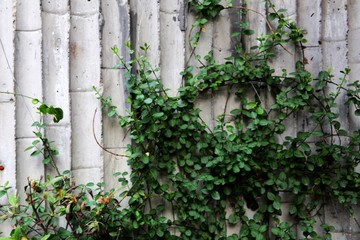 灰瓦绿植景观墙