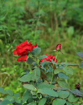 玫瑰花素材