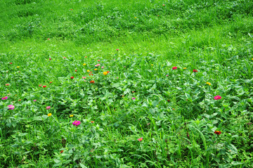 鲜花草地背景图