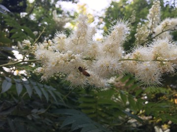 珍珠梅与蜜蜂