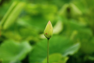 山东青岛市南中山公园荷花