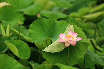 山东青岛市南中山公园荷花