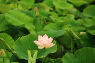 山东青岛市南中山公园荷花