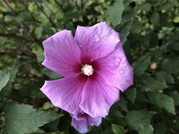 雨后花蕊带水滴