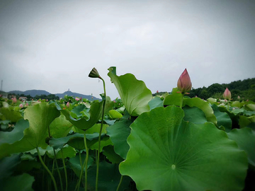 荷花 莲花