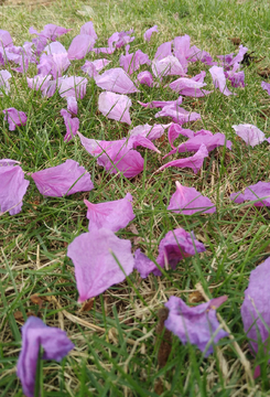 落花花片