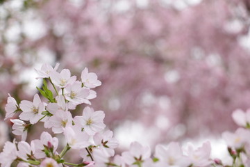 粉红的季节