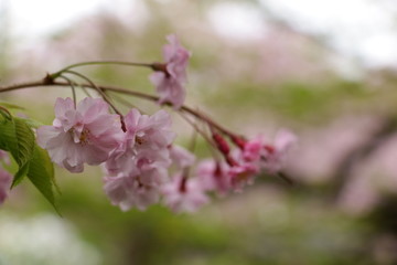 樱花枝叶