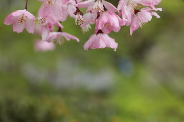 樱花朵朵