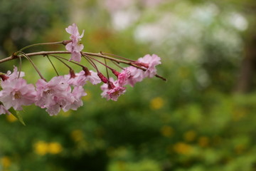 独枝的樱花