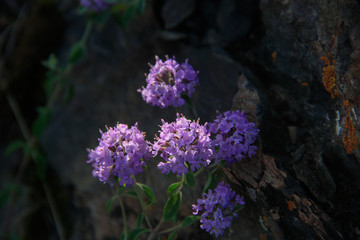 芳香新塔花