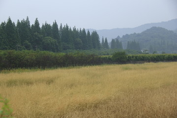 麦田青山