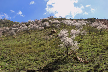 新疆野苹果林开花