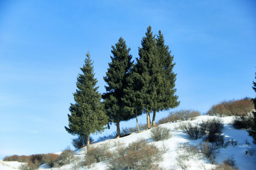 雪岭云杉