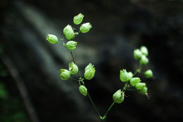 蝇子草