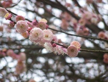 梅花