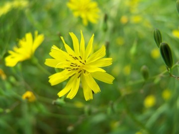 小雏菊