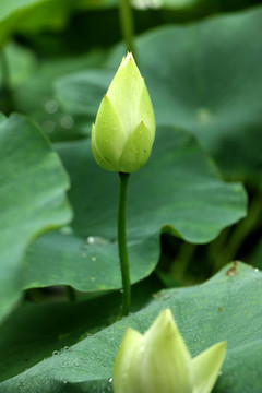 淡黄色荷花苞