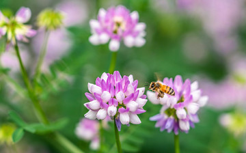 冠花上的蜜蜂