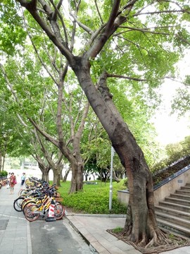 人行道树