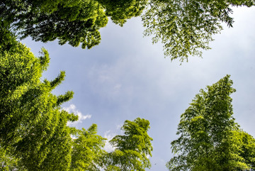 竹林与天空