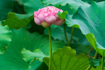 大明湖荷花