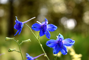 鸽子花