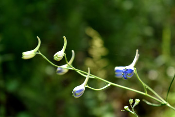 飞燕草