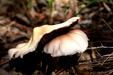 蘑菇真菌图