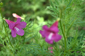 草蒿子